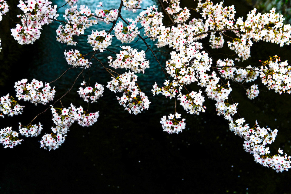 Cherry blossoms over the river.
